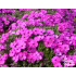 Phlox douglasii ‘Red Admiral’