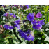 Pulmonaria ‘Trevi Fountain’