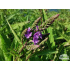 Verbena hastata ‘Blue Spires’