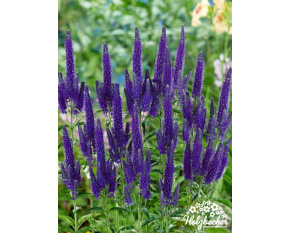 Veronica longifolia ‘Marietta’