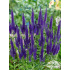 Veronica longifolia ‘Marietta’