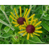 Rudbeckia subtomentosa ‘Henry Eilers’