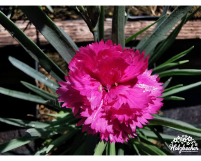 Dianthus plumarius ‘Pretty Becky’