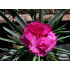 Dianthus plumarius ‘Pretty Becky’