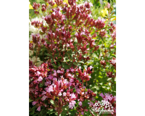 Origanum laevigatum ‘Herrenhausen’ Origanum laevigatum ‘Herrenhausen’