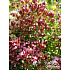 Origanum laevigatum ‘Herrenhausen’