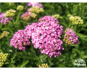 Achillea ‘Apfelblüte’