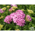 Achillea ‘Apfelblüte’