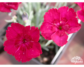 Dianthus ‘Valentin’