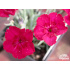 Dianthus ‘Valentin’