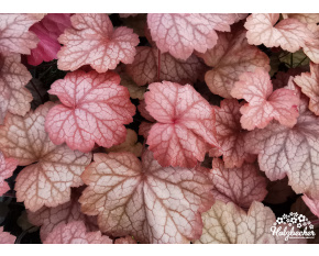 Heuchera ‘Georgia Peach’