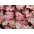 Heuchera ‘Georgia Peach’