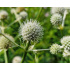Eryngium yuccifolium P11x11
