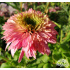 Echinacea ‘Pink Bonbon’