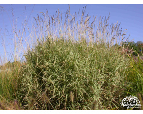 Phalaris arundinacea ‘Picta’