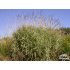 Phalaris arundinacea ‘Picta’