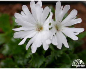 Primula minima ‘Nivea’