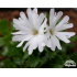 Primula minima ‘Nivea’