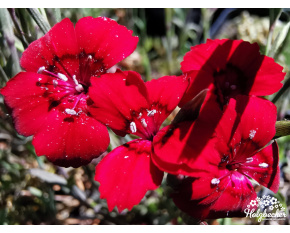 Dianthus deltoides ‘Brilliant’