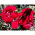 Dianthus deltoides ‘Brilliant’