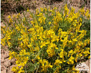 Genista lydia