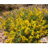 Genista lydia
