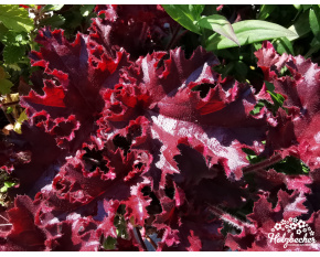 Heuchera ‘Melting Fire’