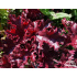 Heuchera ‘Melting Fire’
