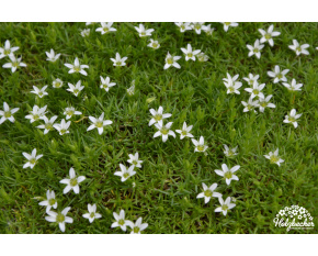 Minuartia stellata ‘Minima’