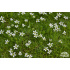 Minuartia stellata ‘Minima’