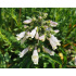 Penstemon hirsutus v. pygmaeus ‘Albus’