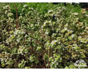 Origanum syriacum ‘Zaatar’