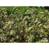 Origanum syriacum ‘Zaatar’