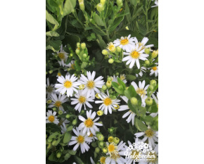 Aster ageratoides ‘Starshine’