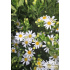 Aster ageratoides ‘Starshine’