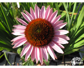 Echinacea purpurea ‘Hope’