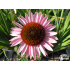 Echinacea purpurea ‘Hope’
