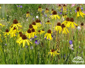 Echinacea paradoxa