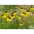 Echinacea paradoxa