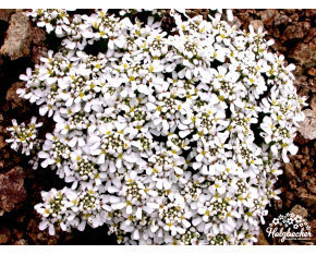 Iberis saxatilis v. corifolia ‘Pygmaea’