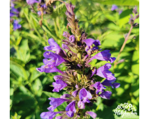 Nepeta kubanica