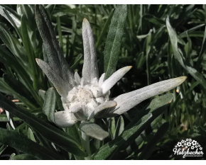 Leontopodium alpinum
