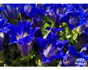 Gentiana acaulis Select