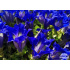 Gentiana acaulis Select