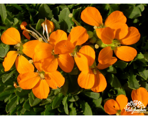 Erysimum ‘Orange Flame’