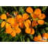 Erysimum ‘Orange Flame’