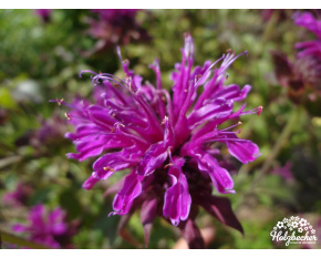 Monarda ‘Scorpion’