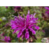 Monarda ‘Scorpion’
