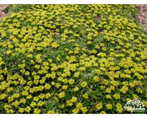 Azorella trifurcata ‘Minima’