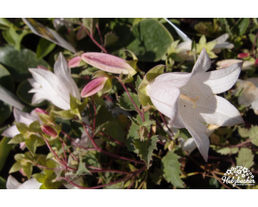 Campanula betulifolia